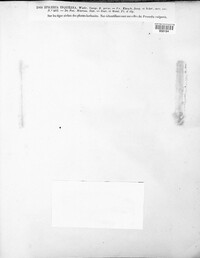Diaporthe desmazieri image